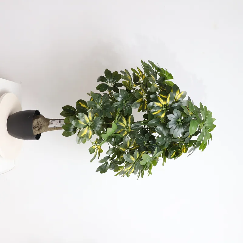 Hurtowa cena prosto od produce – Bonsai Garden Price recenzja i cena