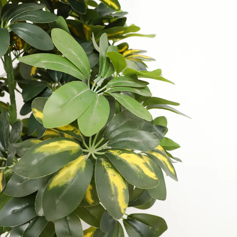Hurtowa cena prosto od produce – Bonsai Garden Price recenzja i cena