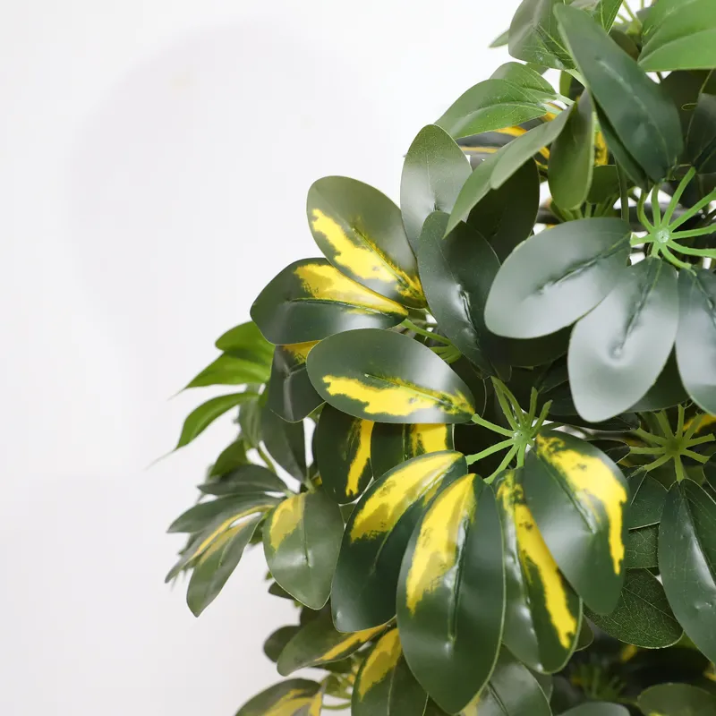 Hurtowa cena prosto od produce – Bonsai Garden Price recenzja i cena